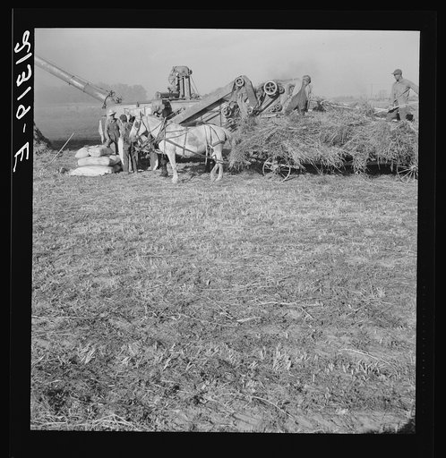 Threshing red clover for seed on older settler's ranch. Near Ontario, Malheur County, Oregon