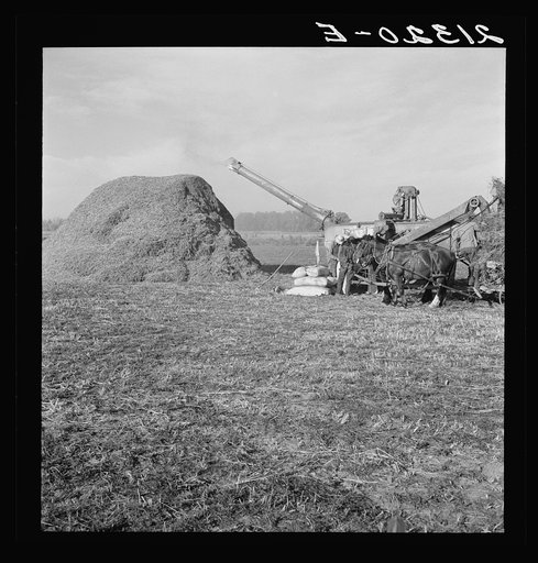 Untitled photo, possibly related to: Threshing red clover for seed on older settler's ranch. Near Ontario, Malheur County, Oregon