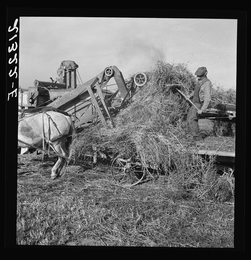 Threshing red clover for seed on older settler's ranch. Near Ontario, Malheur County, Oregon