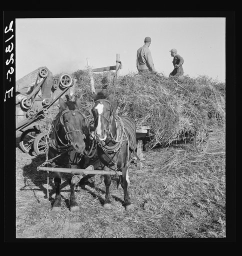 Threshing red clover for seed on older settler's ranch. Near Ontario, Malheur County, Oregon