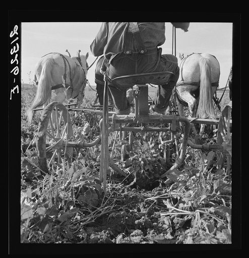 Sugar beet lifter in older settler's field, which loosens beets and partially lifts them from ground. Near Ontario, Malheur County, Oregon