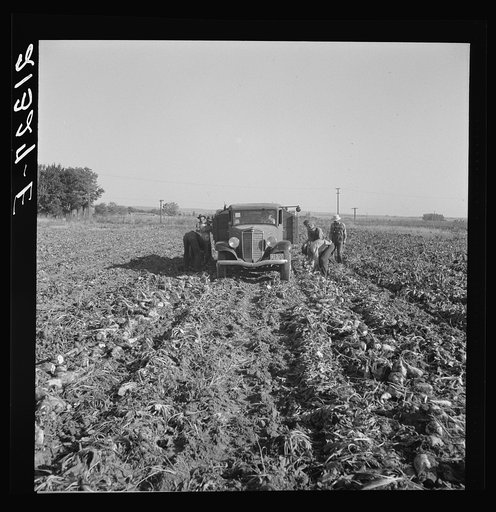 Untitled photo, possibly related to: Loading truck in sugar beet field. Average wage of field worker: two dollars and fifty cents per day and dinner and supper during topping. Near Ontario, Malheur County, Oregon