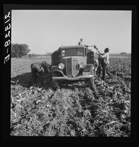 Loading truck in sugar beet field. Average wage of field worker: two dollars and fifty cents per day and dinner and supper during topping. Near Ontario, Malheur County, Oregon