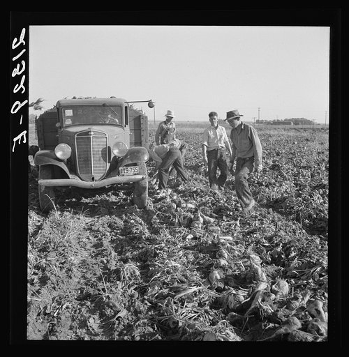 Untitled photo, possibly related to: Loading truck in sugar beet field. Average wage of field worker: two dollars and fifty cents per day and dinner and supper during topping. Near Ontario, Malheur County, Oregon]+D1559