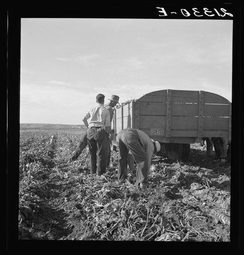 Untitled photo, possibly related to: Loading truck in sugar beet field. Average wage of field worker: two dollars and fifty cents per day and dinner and supper during topping. Near Ontario, Malheur County, Oregon
