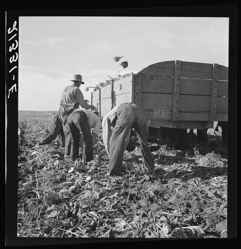 Loading truck in sugar beet field. Average wage of field worker: two dollars and fifty cents per day and dinner and supper during topping. Near Ontario, Malheur County, Oregon