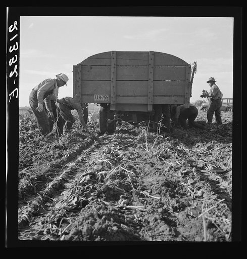 Untitled photo, possibly related to: Loading truck in sugar beet field. Average wage of field worker: two dollars and fifty cents per day and dinner and supper during topping. Near Ontario, Malheur County, Oregon