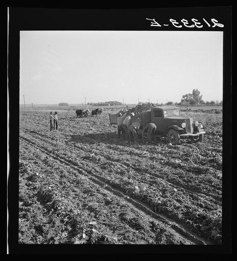 View of sugar beet field with crew loading truck for Nyssa factory. Average yield of beets in excess of sixteen tons per acre in this region. Near Ontario, Malheur County, Oregon