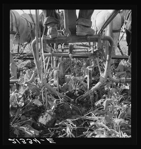 Untitled photo, possibly related to: Sugar beet lifter in older settler's field, which loosens beets and partially lifts them from ground. Near Ontario, Malheur County, Oregon