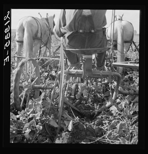 Untitled photo, possibly related to: Sugar beet lifter in older settler's field, which loosens beets and partially lifts them from ground. Near Ontario, Malheur County, Oregon