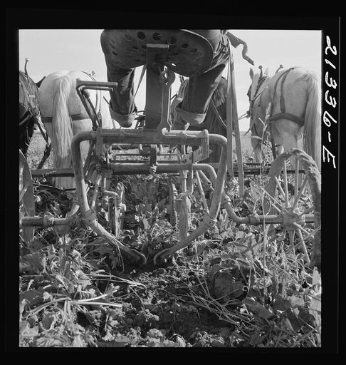 Untitled photo, possibly related to: Sugar beet lifter in older settler's field, which loosens beets and partially lifts them from ground. Near Ontario, Malheur County, Oregon