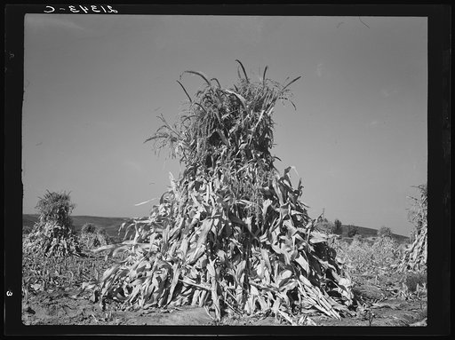 Field of corn in shock on farm of FSA (Farm Security Administration) borrower. Sunset Valley, Malheur County, Oregon