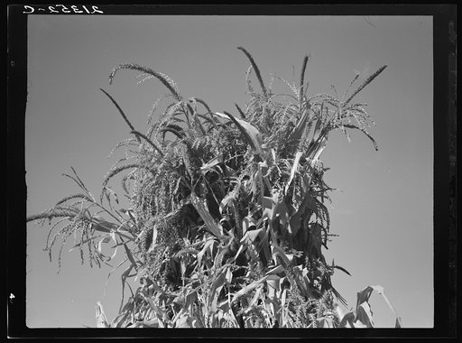 Shocked corn in field of FSA (Farm Security Administration) borrower. Sunset Valley, Malheur County, Oregon