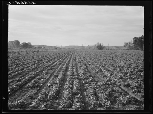 Lettuce field near Ontario, Malheur County, Oregon. Lettuce is the most speculative crop in Malheur Valley. It yielded two hundredf and thirty nine dollars per acre in 1939. Yielded so well because lettuce at Salinas, California, froze