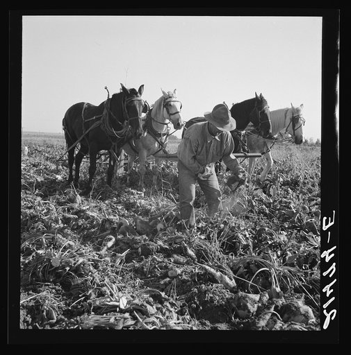 Untitled photo, possibly related to: Topping sugar beets after lifter has loosened them. Near Ontario, Malheur County, Oregon