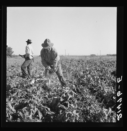 Topping sugar beets after lifter has loosened them. Near Ontario, Malheur County, Oregon