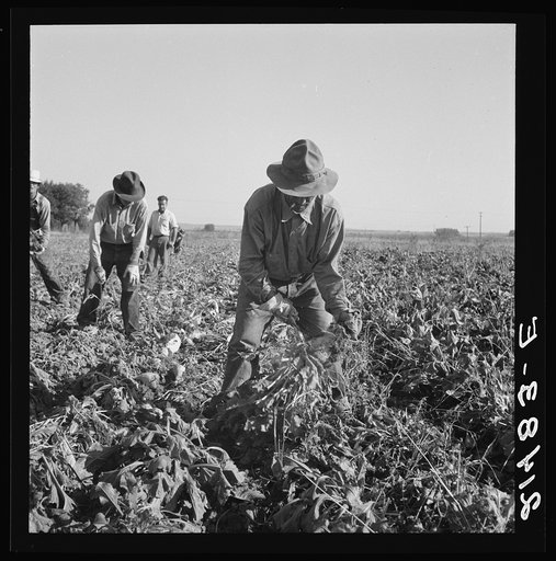 Untitled photo, possibly related to: Topping sugar beets after lifter has loosened them. Near Ontario, Malheur County, Oregon