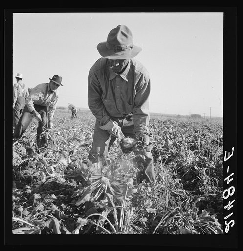 Untitled photo, possibly related to: Topping sugar beets after lifter has loosened them. Near Ontario, Malheur County, Oregon