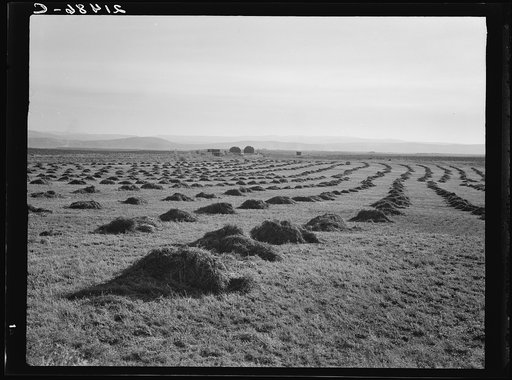 View of Sunset Valley, showing hay and clover, pasture land, corn land, grain land. Some of this valley has been under cultivation four or five years. Malheur County, Oregon