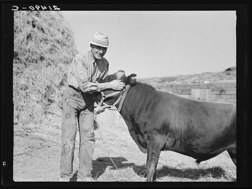 Untitled photo, possibly related to: Mr. Botner with bull which he owns co-operatively with a neighbor under FSA (Farm Security Administration) co-op agreement. Nyssa Heights, Malheur County, Oregon