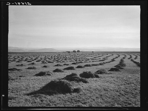Untitled photo, possibly related to: View of Sunset Valley, showing hay and clover, pasture land, corn land, grain land. Some of this valley has been under cultivation four or five years. Malheur County, Oregon