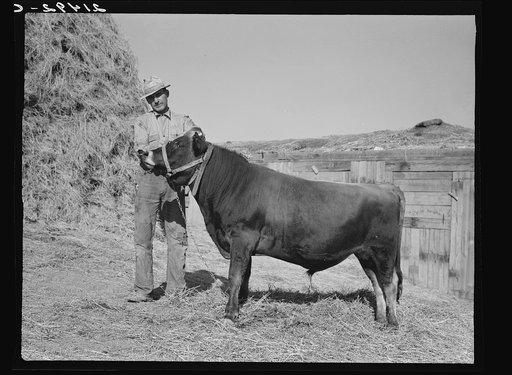 Mr. Botner with bull which he owns co-operatively with a neighbor under FSA (Farm Security Administration) co-op agreement. Nyssa Heights, Malheur County, Oregon