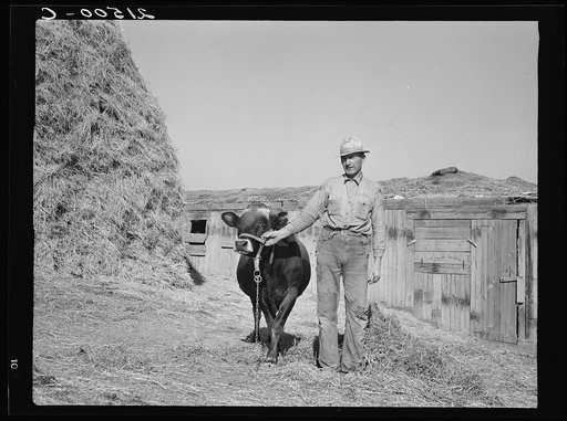 Untitled photo, possibly related to: Mr. Botner with bull which he owns co-operatively with a neighbor under FSA (Farm Security Administration) co-op agreement. Nyssa Heights, Malheur County, Oregon