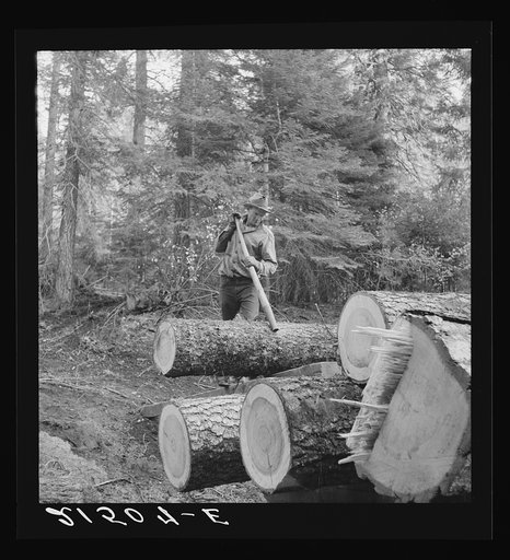 Member of the Ola self-help sawmill co-op working in the woods, rolling log to truck with peavey, a hooked and spiked stick used as a lever. Gem County, Idaho