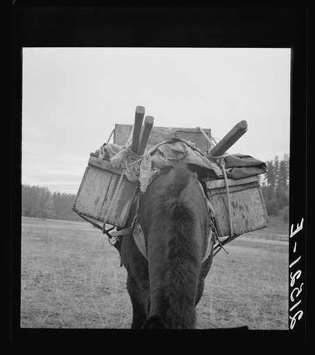 Untitled photo, possibly related to: Pack animal coming down from summer sheep camp. Note hitch. Adams County, Idaho