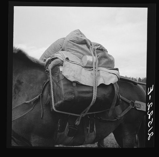 Pack animal coming down from summer sheep camp. Note hitch. Adams County, Idaho
