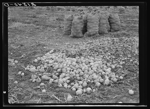 Onions in sacks are drying. Those on ground are culls. 1000 acres of onions are grown, 700 to 800 cars are shipped annually from Malheur County, Oregon