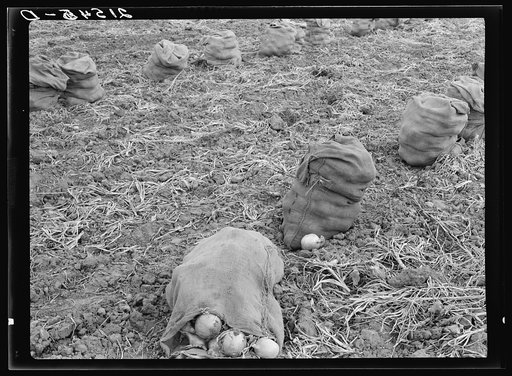 Onions drying in sacks in the field. Fifteen percent of onion growers in the country are Japanese. 700-800 cars are shipped out every year. Malheur County, Oregon
