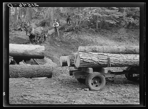 Members of Ola self-help sawmill co-op snaking a fir log down to the truck. Gem County, Idaho. General caption 48