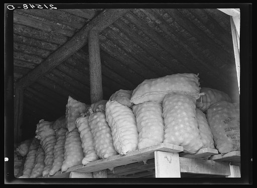 Untitled photo, possibly related to: Fifty-pound bags of onions in storage shed, ready for market. Malheur County, Oregon