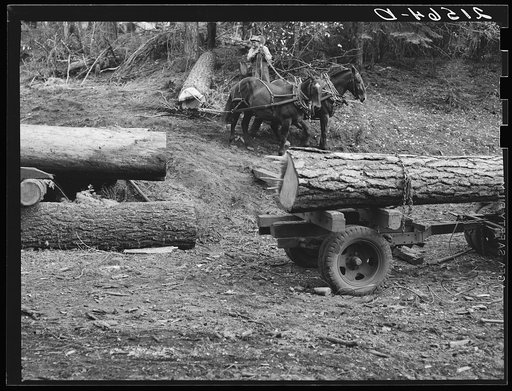 Untitled photo, possibly related to: Members of Ola self-help sawmill co-op snaking a fir log down to the truck. Gem County, Idaho. General caption 48