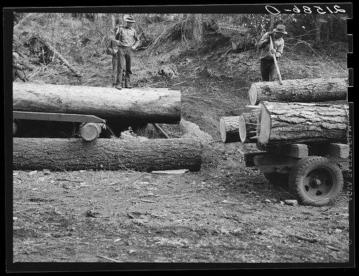 Untitled photo, possibly related to: Members of Ola self-help sawmill co-op rolling white fir log to lumber truck with peavies. Hooked and spiked sticks used as levers. Gem County, Idaho. General caption 48