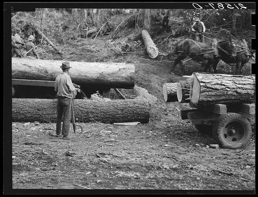 Untitled photo, possibly related to: Members of Ola self-help sawmill co-op rolling white fir log to lumber truck with peavies. Hooked and spiked sticks used as levers. Gem County, Idaho. General caption 48