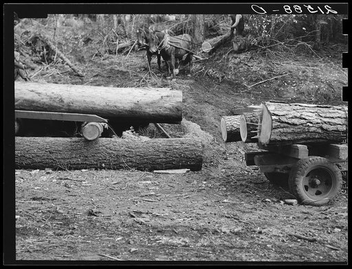Untitled photo, possibly related to: Members of Ola self-help sawmill co-op rolling white fir log to lumber truck with peavies. Hooked and spiked sticks used as levers. Gem County, Idaho. General caption 48