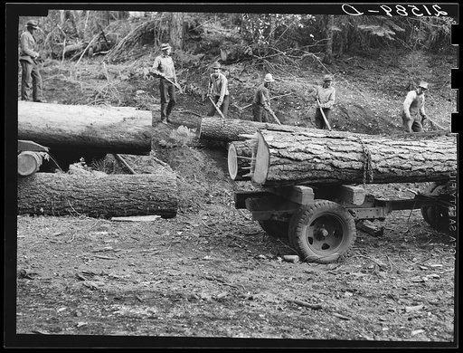 Members of Ola self-help sawmill co-op rolling white fir log to lumber truck with peavies. Hooked and spiked sticks used as levers. Gem County, Idaho. General caption 48