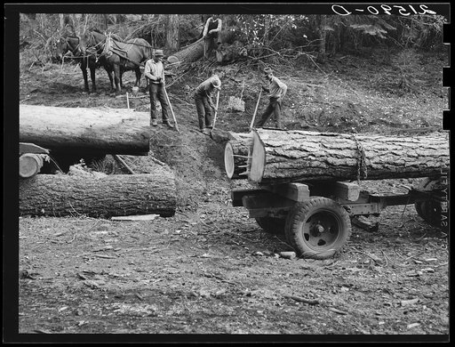 Untitled photo, possibly related to: Members of Ola self-help sawmill co-op rolling white fir log to lumber truck with peavies. Hooked and spiked sticks used as levers. Gem County, Idaho. General caption 48