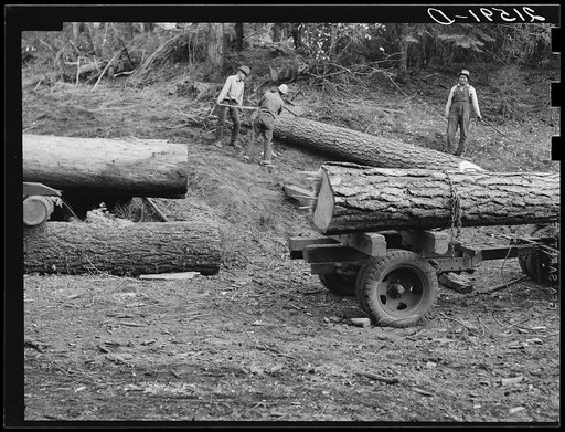 Untitled photo, possibly related to: Members of Ola self-help sawmill co-op rolling white fir log to lumber truck with peavies. Hooked and spiked sticks used as levers. Gem County, Idaho. General caption 48