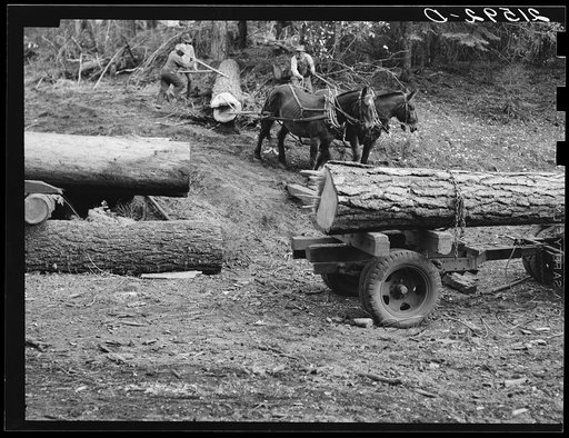 Untitled photo, possibly related to: Members of Ola self-help sawmill co-op rolling white fir log to lumber truck with peavies. Hooked and spiked sticks used as levers. Gem County, Idaho. General caption 48