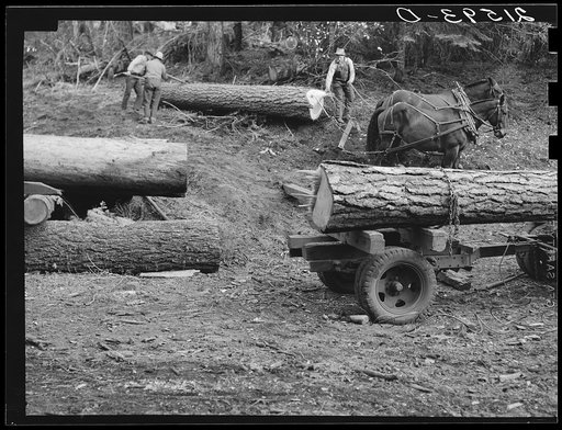 Untitled photo, possibly related to: Members of Ola self-help sawmill co-op rolling white fir log to lumber truck with peavies. Hooked and spiked sticks used as levers. Gem County, Idaho. General caption 48