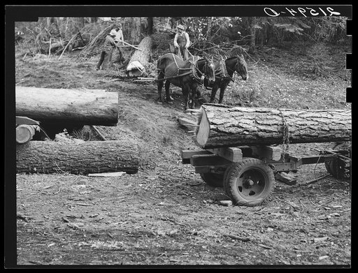Untitled photo, possibly related to: Members of Ola self-help sawmill co-op rolling white fir log to lumber truck with peavies. Hooked and spiked sticks used as levers. Gem County, Idaho. General caption 48