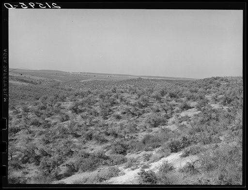 Landscape showing raw land. Nyssa Heights, Malheur County, Oregon. General caption 66