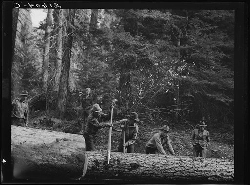 Untitled photo, possibly related to: Members of Ola self-help sawmill co-op rolling white fir log to lumber truck with peavies. Hooked and spiked sticks used as levers. Gem County, Idaho. General caption 48