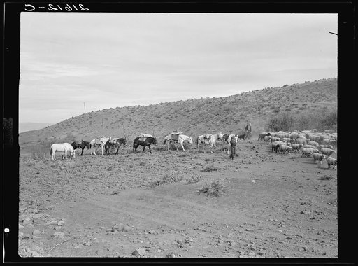 Untitled photo, possibly related to: Pack train coming down from summer camp. Two herders, five packhorses, three saddle horses, and four dogs accompany the sheep. Washington County, Idaho