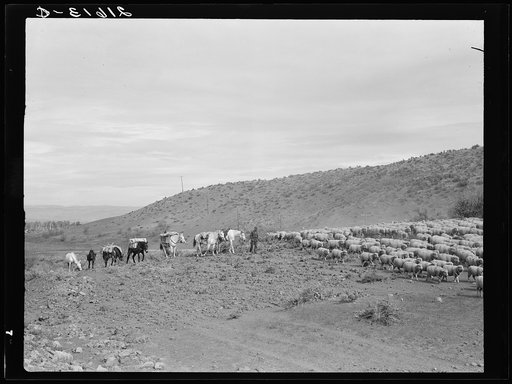 Pack train coming down from summer camp. Two herders, five packhorses, three saddle horses, and four dogs accompany the sheep. Washington County, Idaho