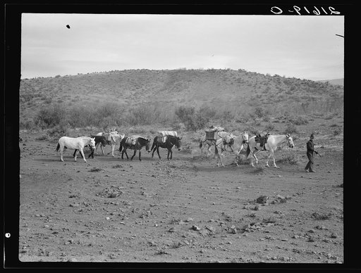 Sheep herders' pack train coming down from summer camp. Washington County, Idaho