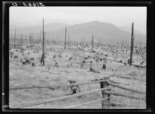 Stumps and sags on uncleared land. Priest River country, Bonner County, Idaho. General caption 49